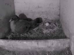 Webcam: Vogelbescherming Nederland