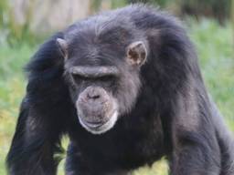 Chimpansee Dirk overleed na een stoeipartij. (Foto: Facebook Dierenrijk)