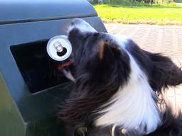 Border Collie Buddy ruimt blikjes en andere rommel op