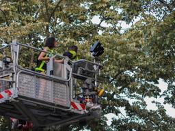 De parkiet zat hoog in de boom. (Foto: Jeffrey Korte)