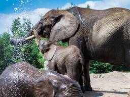Dieren zoeken verkoeling in Safaripark Beekse Bergen. (Foto: ANP.)