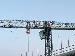 Het lijkt wel een scène uit Hitchcock's "The Birds". Maar dit is wat Peter van den Broek uit Valkenswaard zag toen hij vanmorgen uit het raam keek (Foto: Peter van den Broek)