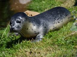 Zeehondje geboren in Dierenrijk (Foto: Michael Vervoort)