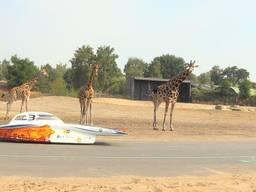 Giraffen kijken nieuwsgierig naar zonneauto Nuna8S.