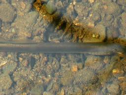 De Beekprik in De Reusel moet gered worden (foto: Flickr/Bas Kers)