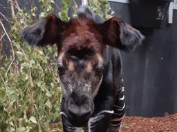 Safaripark Beekse Bergen is trots op okapi Zaïre. (Foto: Beekse Bergen)