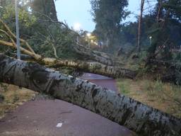 Langs een fietspad op de Krampenloop vlogen de bomen uit de grond (foto: Christian Traets/SQ Vision Mediaprodukties)