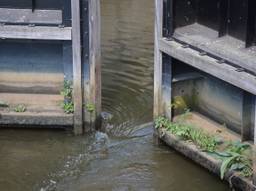 De maatregel moet de waterkwaliteit verbeteren.