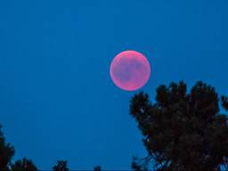 Hij is te zien! Boven de Drunense Duinen in Loon op Zand. (Foto: Jack Brekelmans)