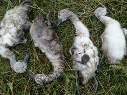 In Raamsdonksveer zijn maandagavond vier dode zwaantjes gevonden. (Foto: Faunabescherming Oosterhout)