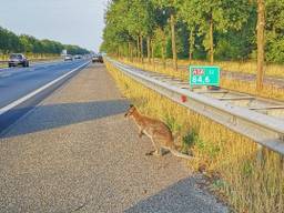 De wallaby op de A58 (Foto: Ron Visser).