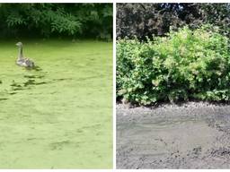 De natte en droge Kasteelgracht in Oploo (Foto Staf Jennes)