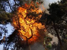 De brand woedt ook bovenin de bomen (foto: SK-Media).