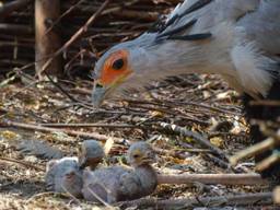 De twee kuikens vers uit het ei. (Foto: Beekse Bergen)