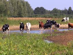 Aa staat zo laag dat de koeien er gewoon doorheen lopen