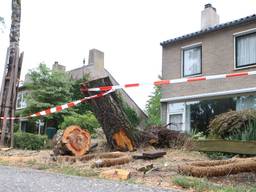 Een boom in Waalre heeft het loodje gelegd (foto: Hans van Hamersveld)