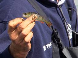 In het kanaal zaten vooral kleine visjes (foto: Raymond Merkx).