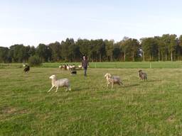 Tom met zijn hond Sam in actie