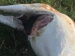 Zo werd het gedode en verminkte hertenbok donderdagochtend gevonden