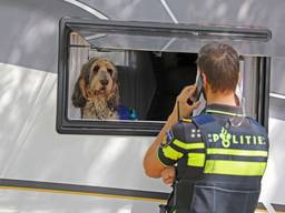 Deze hond wist te ontsnappen. (foto: FPMB Erik Haverhals)