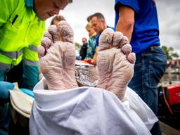 De voeten van Maarten van der Weijden na zijn tocht (foto: ANP)