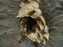 Het nest van de hoornaars (foto: Erik Haverhals/Fotopersbureau Midden Brabant)