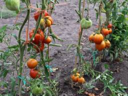 De gewassen in de moestuinen moeten niet worden gegeten. (Archieffoto: Toon Koijen)