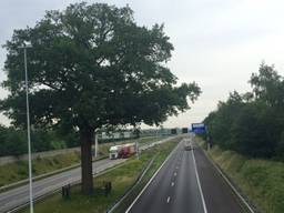 De Troeteleik bij Ulvenhout (Foto: Erik Peeters)