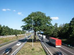 Archieffoto Troeteleik Ulvenhout -2 (foto Kevin Cordewener)