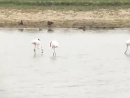 Drie van de zes flamingo's. (foto: Erik de Jonge).