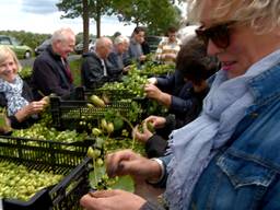 Vrijwilligers plukken Hilvarenbeekse hop