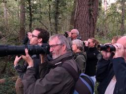 Herten spotten in het Groene Woud