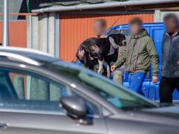 De honden werden in beslag genomen (foto: Toby de Kort SQ Vision).