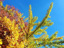 Prachtige herfstkleuren in een boom. (Foto: Jolanda Pelkmans)