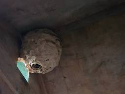 Een nest hoornaars. (Foto: Nelly en Ugo)