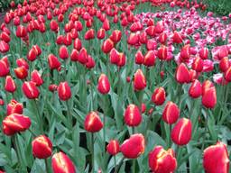 Bloemen in de Keukenhof. Foto: Malini Witlox