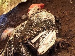 Een van de verwaarloosde kippen in Ommel. (Foto: Politie)