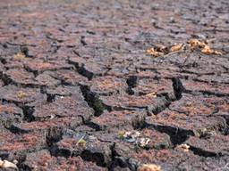 Droogte bij bij het Vresselse Bosch (foto: Kevin Cordewener)