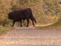 Een van de taurossen in natuurgebied de Maashorst.