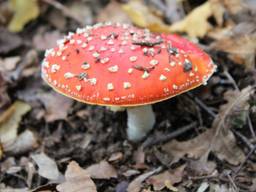 De herfst is mooi, maar dat vindt niet iedereen. (Foto: Jolanda Pelkmans)