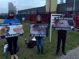 Al vroeg stonden de eerste activisten voor de poort van het vleesverwerkingsbedrijf.