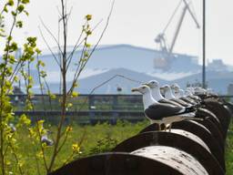 Fragment uit de Wild Port of Europe (Beeld: Veldkijker Films)