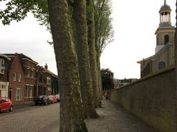 De negen eeuwenoude bomen die binnenkort gekapt worden in Steenbergen. (Foto: Raymond Merkx)
