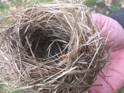 Het nestje van een dwergmuis.(Foto: Toine Cooymans)