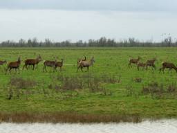 Edelherten bij de Oostvaardersplassen.