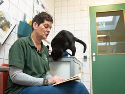 Ook de katten worden een kwartiertje voorgelezen (foto: Kevin Cordewener)