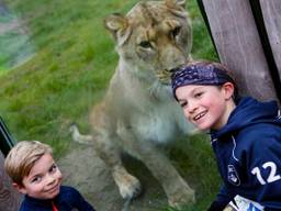 Cheese! Snel een foto met de leeuw en weer verder (foto's: Lobke Kapteijns).