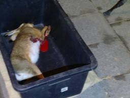 De stropers hadden net een haas geschoten. (Foto: politie.nl)