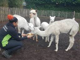 Als ze de dieren de verzorgers zien, geeft dat ze rust.