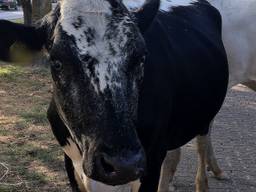 Boeren zijn het niet eens met de minister. (Foto: Omroep Brabant)